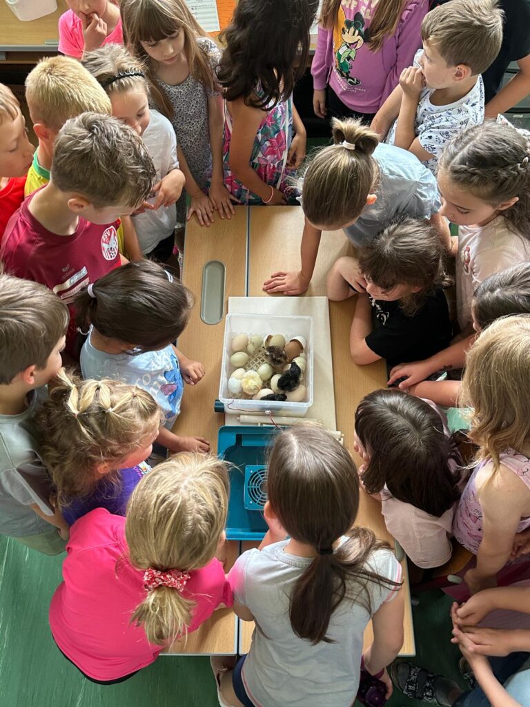 Kleine Küken, großes Staunen!